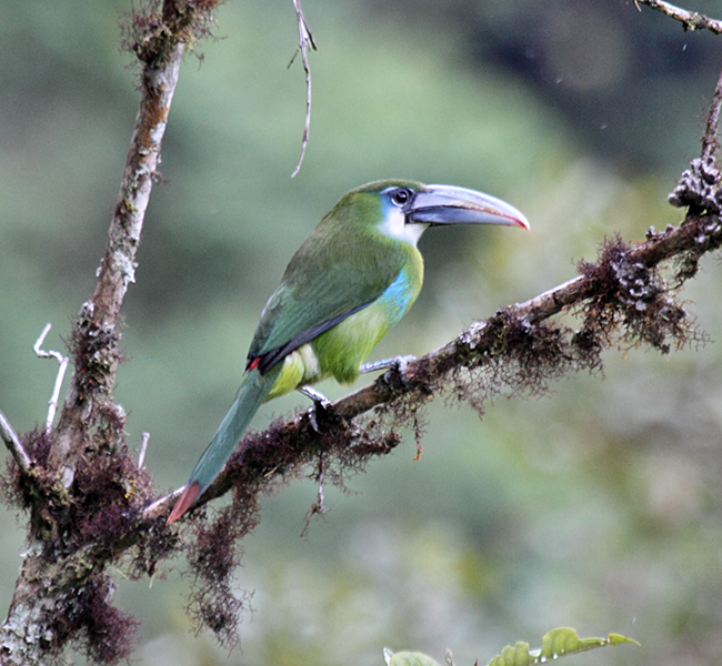 Habitat do Toucanet Azul-Unida