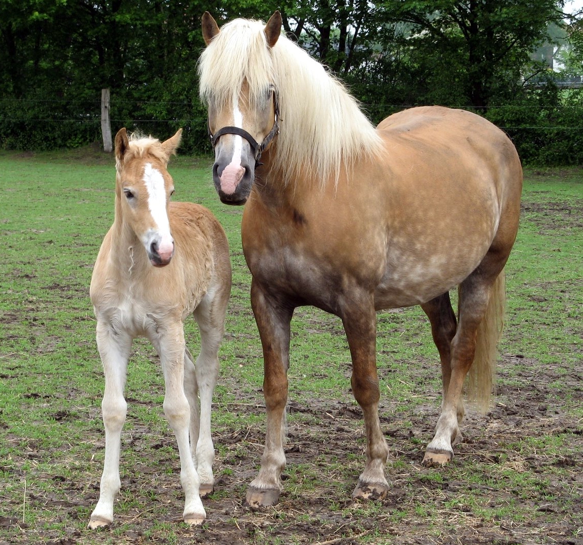 Haflinger