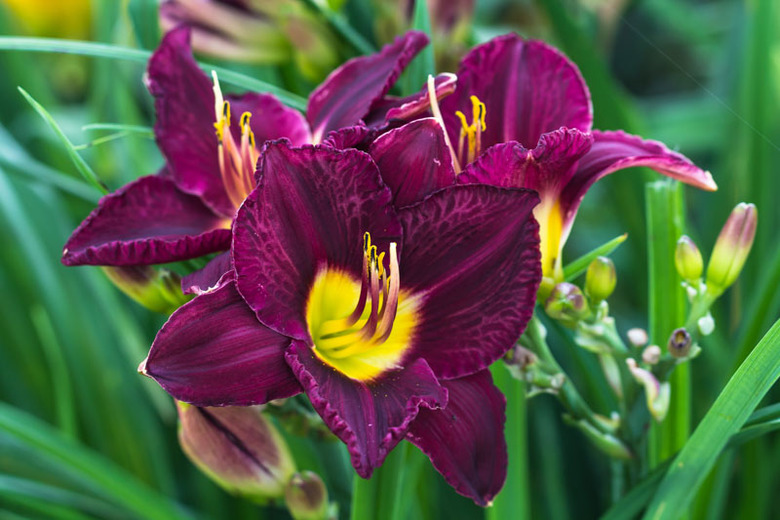 Hemerocallis - Bela Lugosi