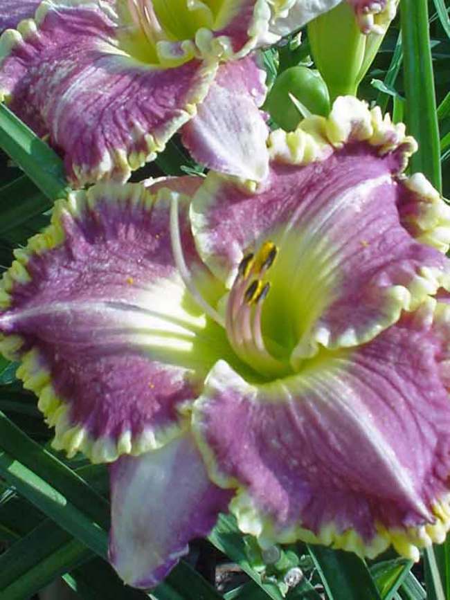 Hemerocallis - Best Seller