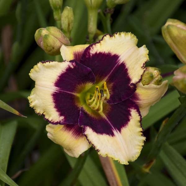 Hemerocallis - Blackthorne