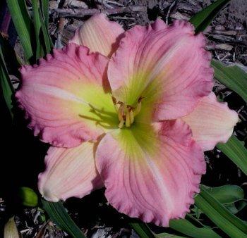 Hemerocallis Pink Flirt