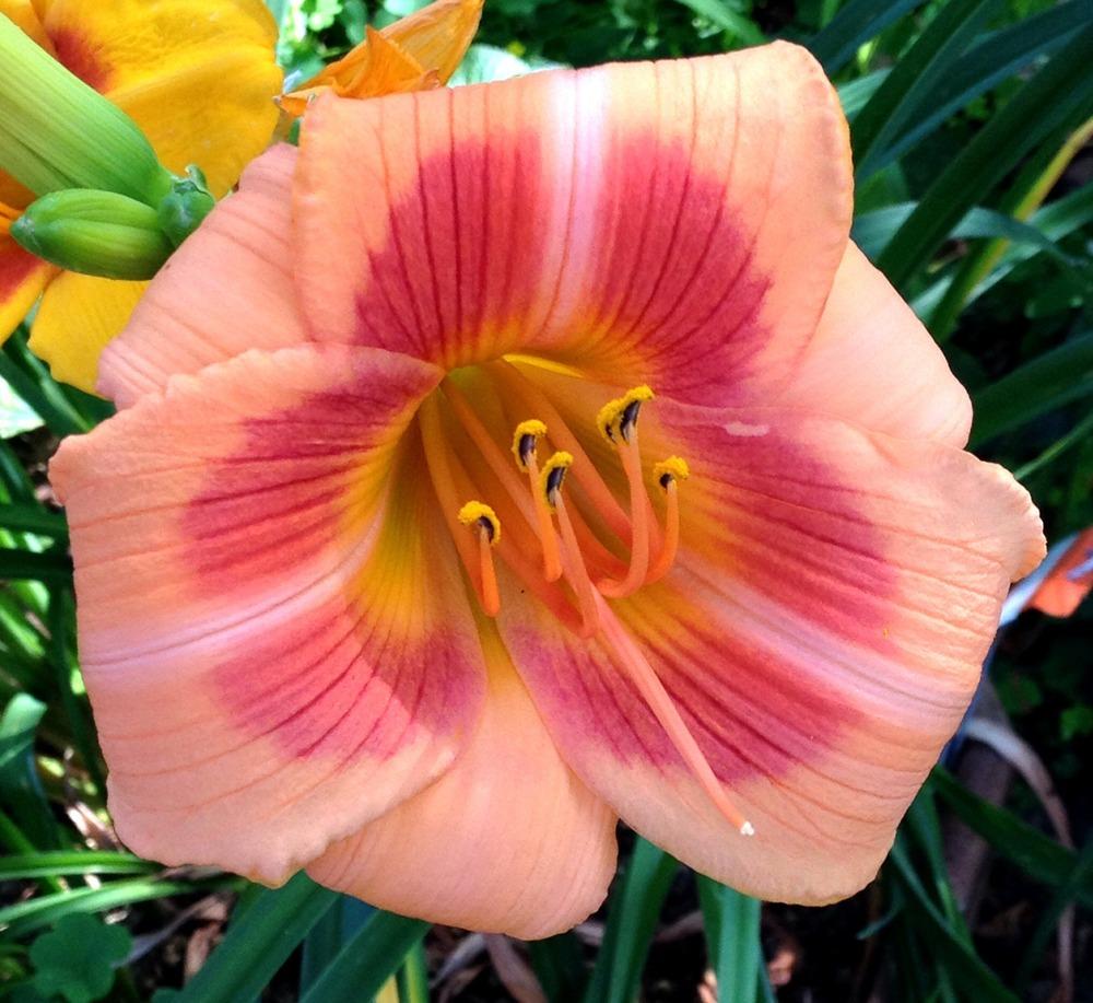 Hemerocallis Real Wind