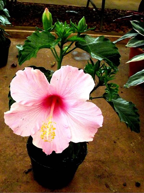 Hibisco Anão Rosa no Vaso 