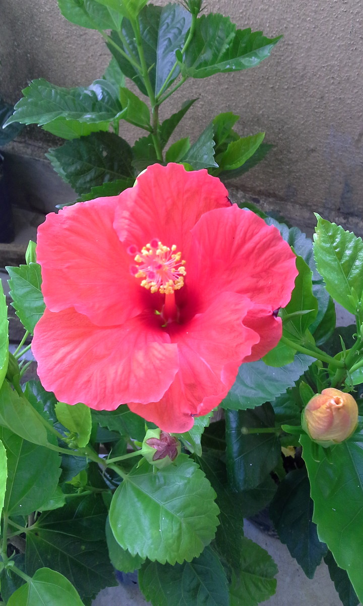 Hibisco Gigante: Como Cultivar, Podar, Tamanho, Preço e Fotos | Mundo  Ecologia