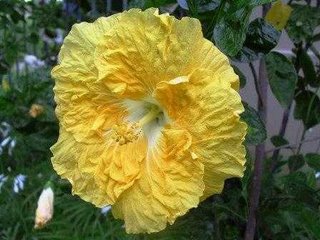 Hibisco Murcho