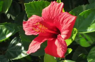 Hibisco Rosa-Sinensis
