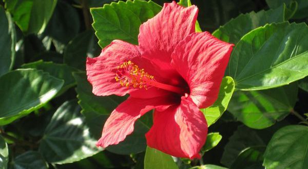 Tudo Sobre A Flor Hibisco: Características E Nome Científico | Mundo ...