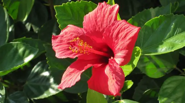 Hibisco Rosa-Sinensis