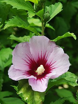 Hibisco-da-Síria