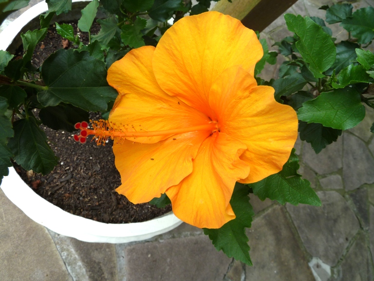 Hibisco no Vaso
