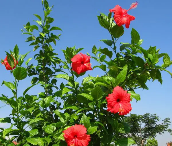 Hibiscus Rosa-Chinensis