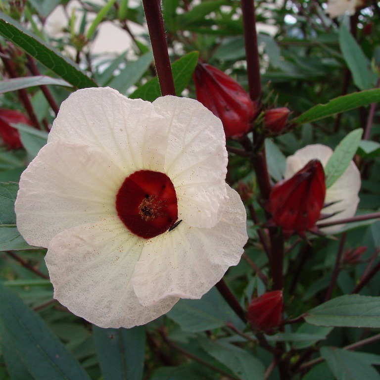 Hibiscus Sabdariffa