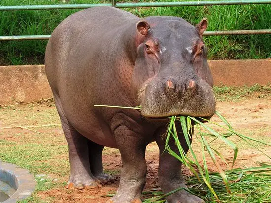 Hipopótamo se Alimentando