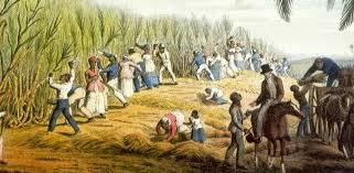 História da Cana de Açúcar