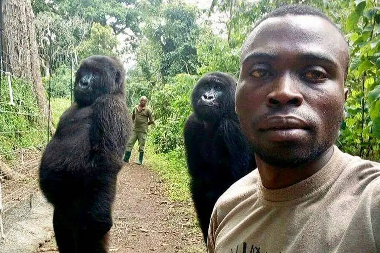Homens Gorilas em Parque
