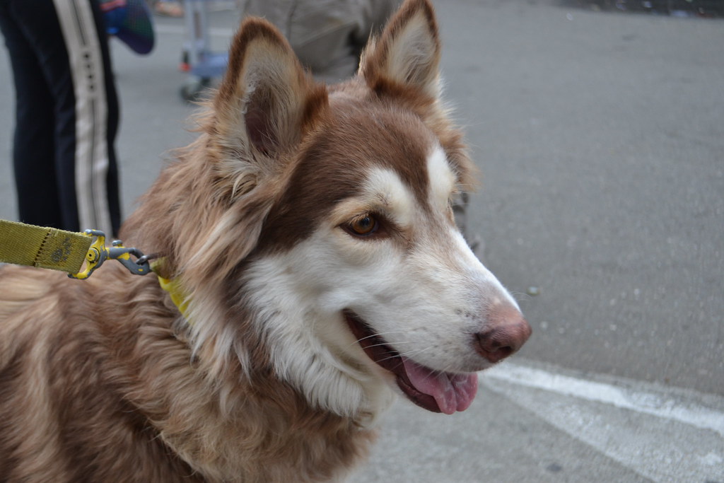 Husky Chocolate