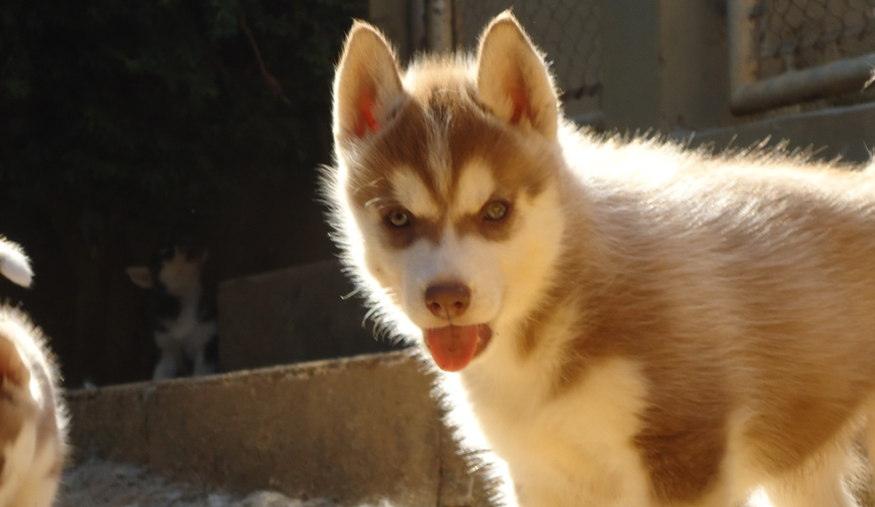 Husky Cutia