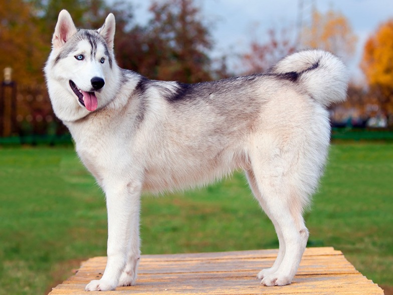 Husky Prateado