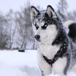 Husky Siberiano Branco e Preto de Olhos Azuis na Neve