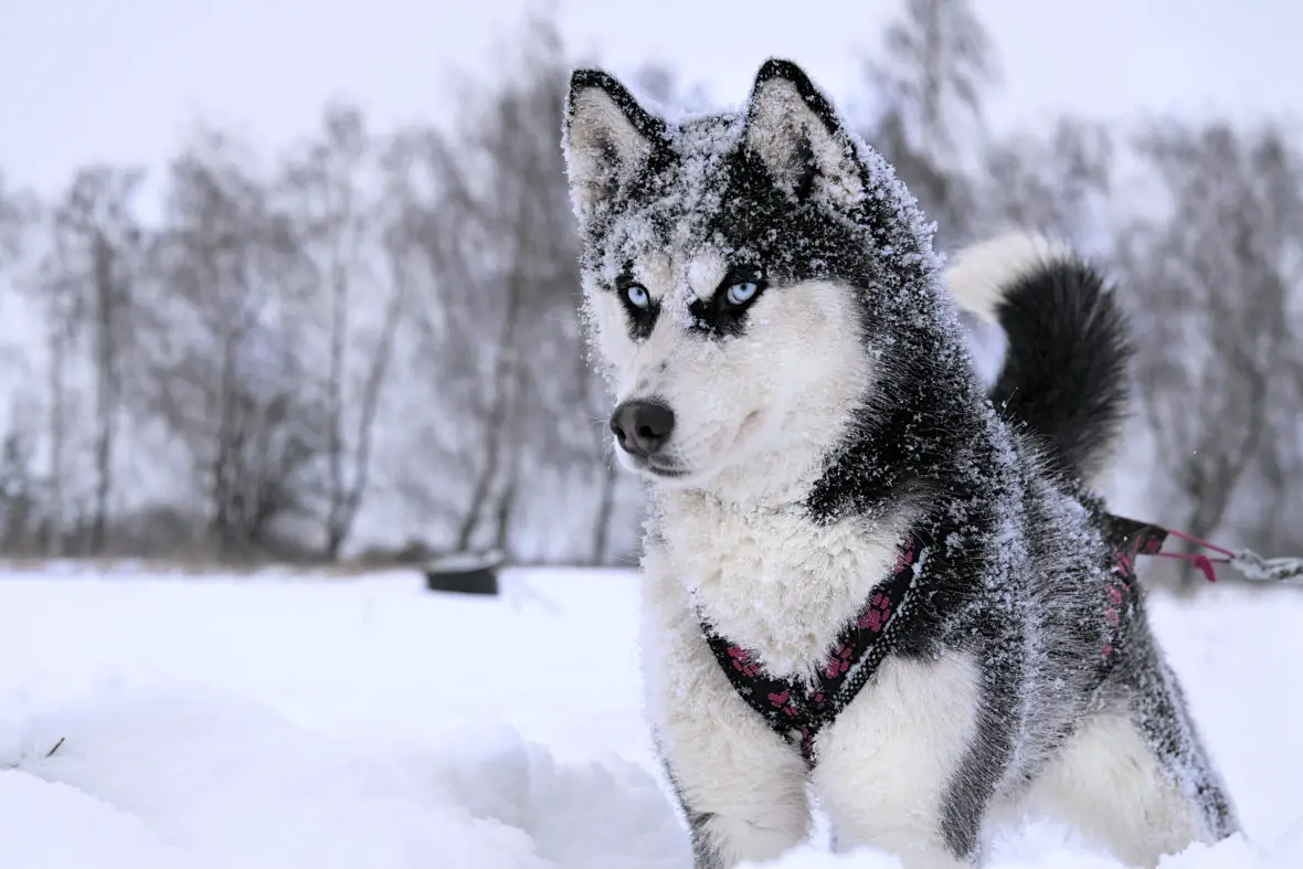 Husky Siberiano Branco e Preto de Olhos Azuis na Neve