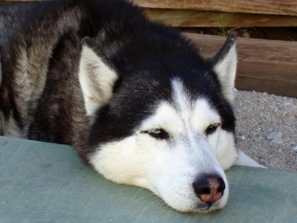 Husky Siberiano Com Catarata Bilateral