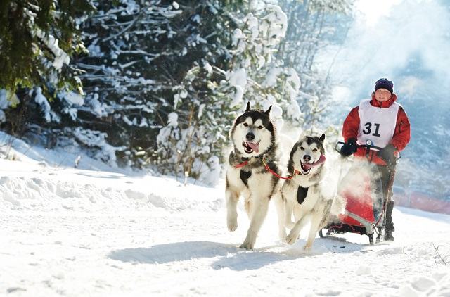 Husky Siberiano Puxando Trenó