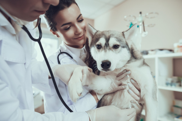 Husky Siberiano no Veterinário 