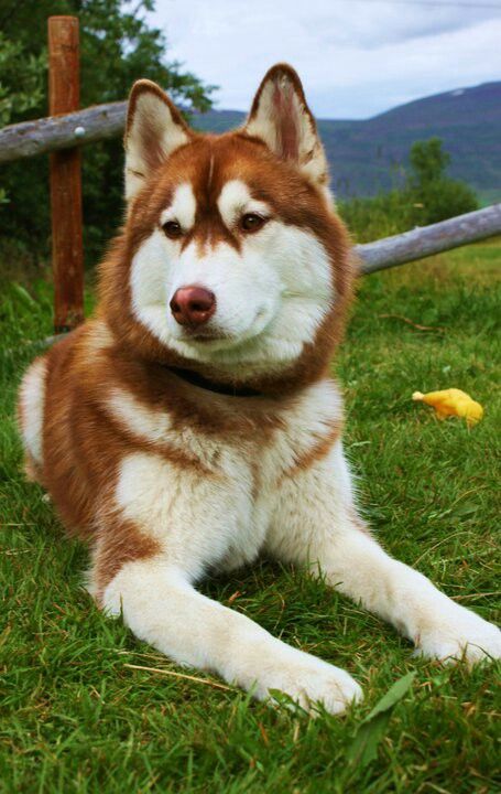 Husky Vermelho