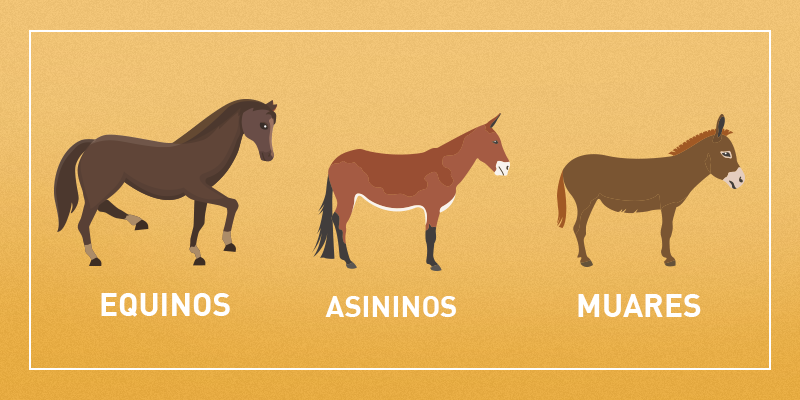 Ilustração Com a Diferença de Cada Espécie