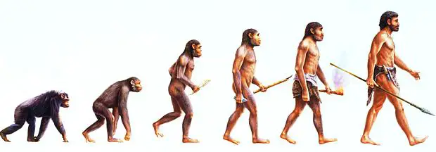 Ilustração da Evolução do Macaco Para o Homem 