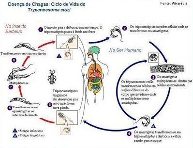 Ilustração do Ciclo Metagênico