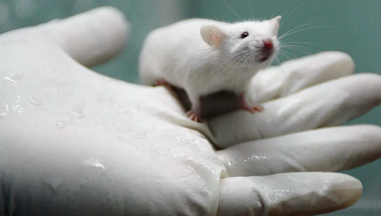 Inteligência dos Ratos de Laboratórios