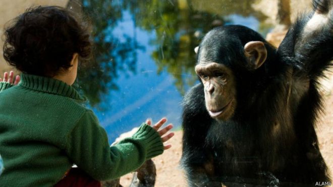 Inteligência dos Chimpanzés
