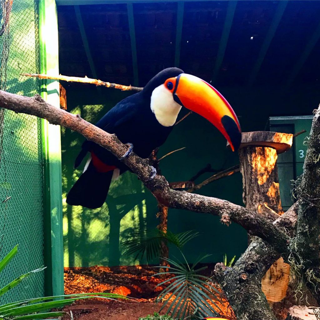 Tucano-Toco: Características, Nome Científico, Habitat e Fotos | Mundo ...