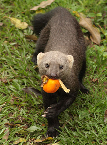 Irara Comendo Fruta