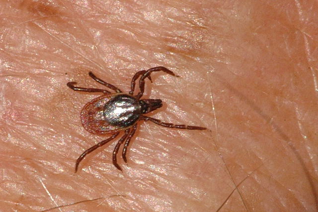 Ixodes Ricinus 