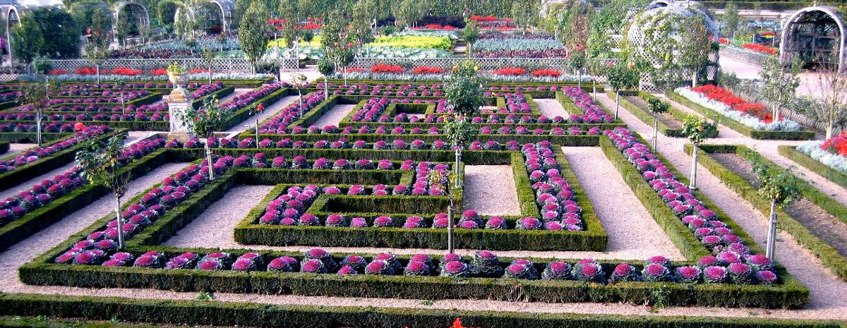Jardim Com Couve Arco-Iris Ornamental