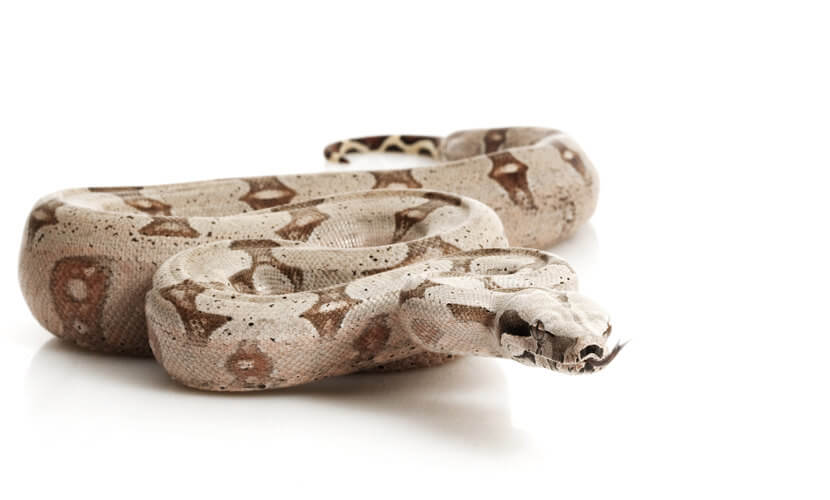 Cobra Jiboia Tem Dentes? Ela Ataca O Ser Humano?