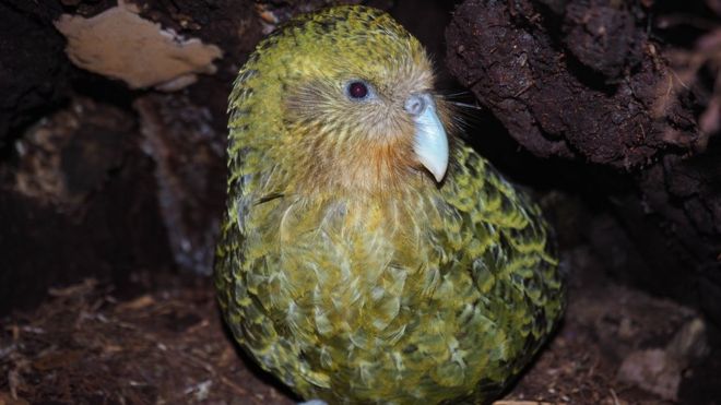 Kakapo