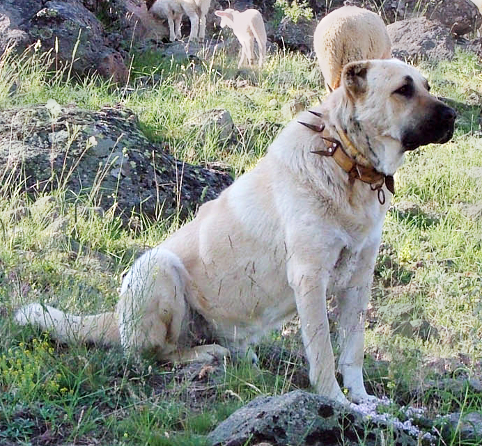 Kangal