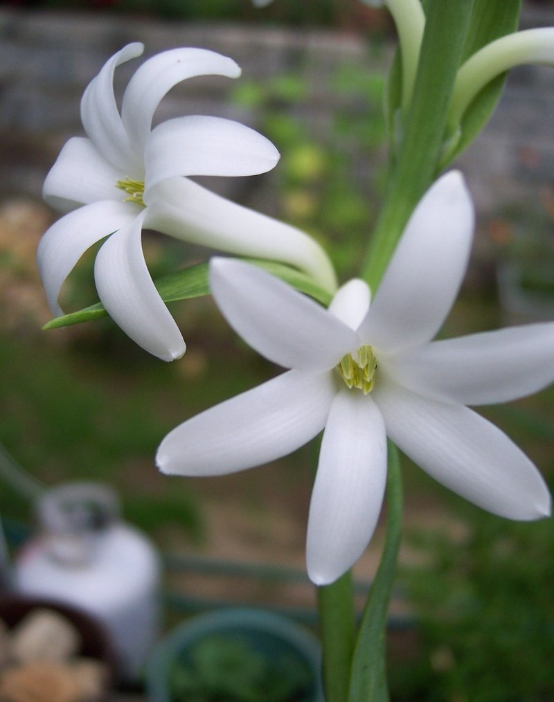 Lenda da Flor Áster Branca