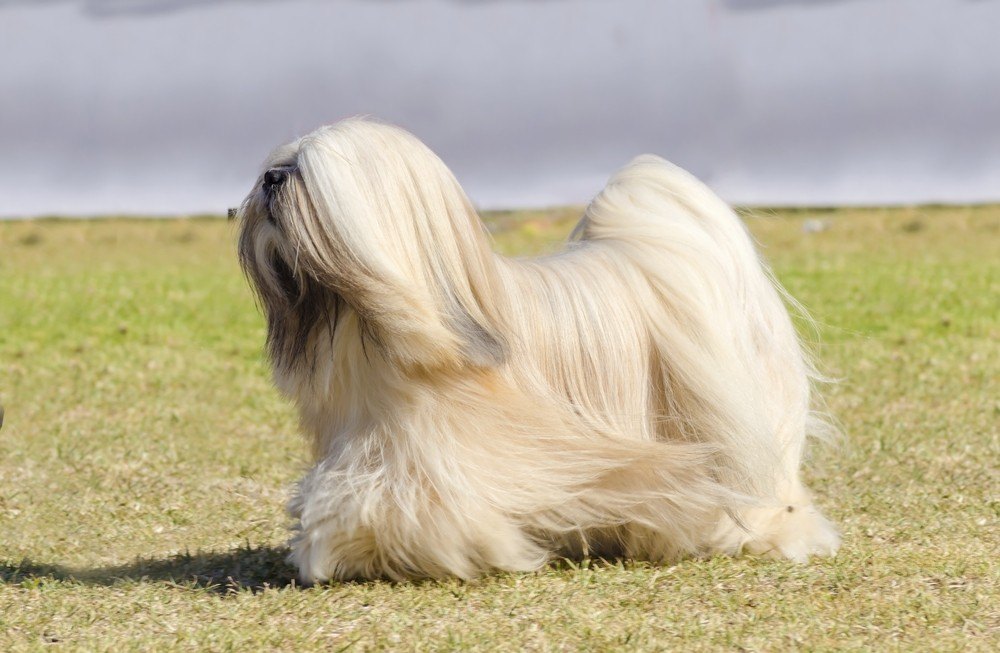 Lhasa Apso 