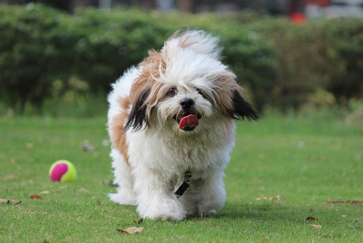 Lhasa Apso