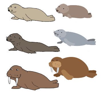 Diferenças Entre Lobo Marinho, Foca, Morsa e Leão Marinho | Mundo Ecologia