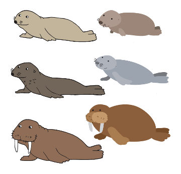 Diferenças Entre Lobo Marinho, Foca, Morsa e Leão Marinho