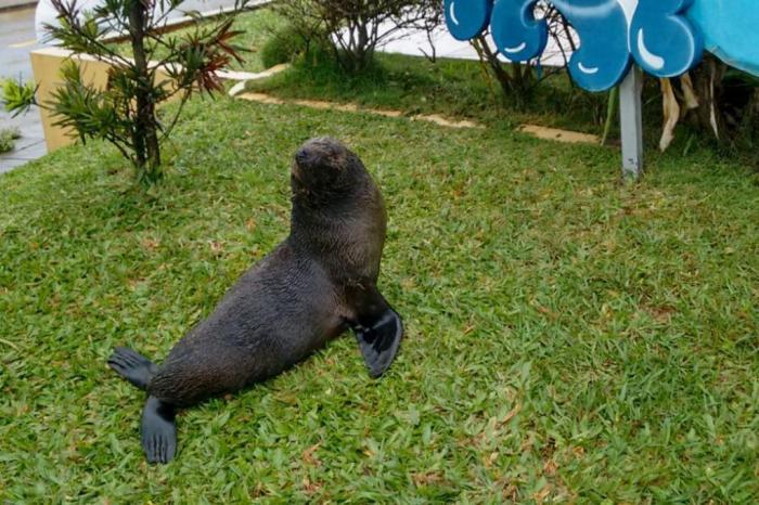 Lobo Marinho Fora da Água