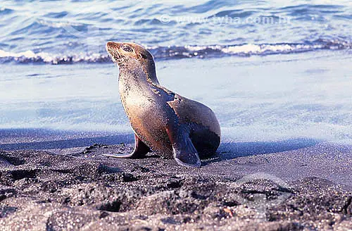 Lobo Marinho de Galápagos na Beira da Praia