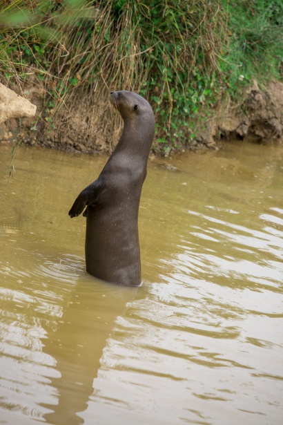 Lontra-Gigante