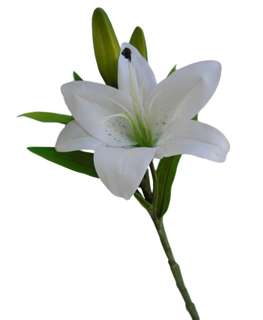 Qual o Significado da Flor de Lírio? o Que Elas Representam? Mundo Ecologia Qual o Significado da Flor de Lírio? o Que Elas Representam? Mundo Ecologia